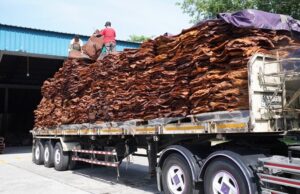 ” ธรรมนัส ” ปลื้มยางโลละ 60 บาทลั่นยังไปต่อ จากนี้ถึงคิวปาล์ม ได้เห็นโล 10 บาท