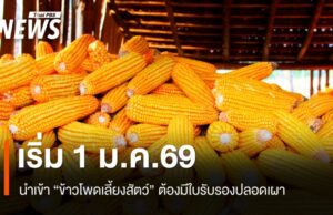 ครม.อนุมัติหลักการนำเข้า “ข้าวโพดเลี้ยงสัตว์” ต้องมีใบรับรองปลอดเผา เริ่ม 1 ม.ค.69
